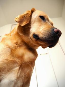 ラブラドールレトリーバーのお顔6 ラブラドールレトリーバーのお顔6 ラブラドールレトリバー,犬,ペットの写真素材