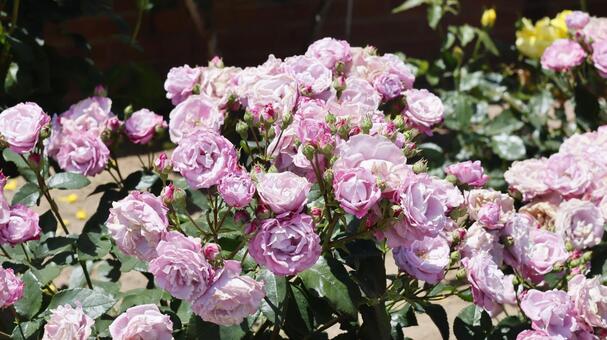 敷島公園ばら園：満開のばらの花 バラ,花,春の写真素材