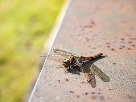 秋陽に羽を休めて トンボ,赤とんぼ,秋の写真素材