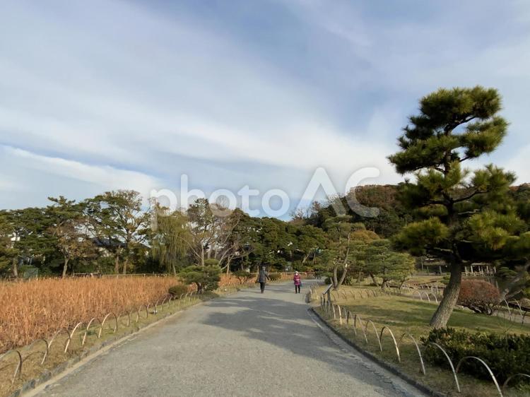 日本庭園　三渓園　公園　風景 木,風景,道路の写真素材