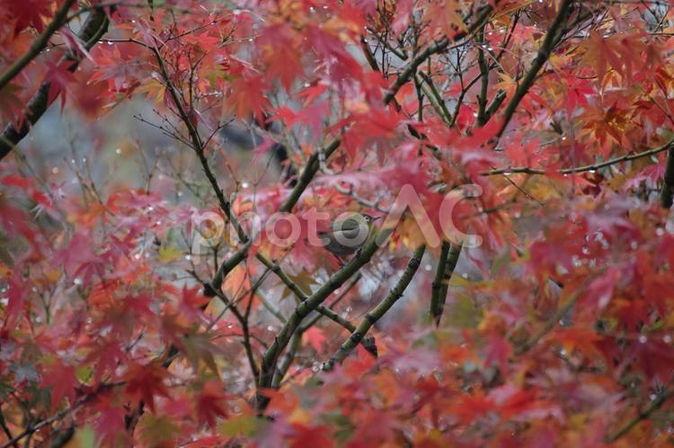 もみじの葉の中にメジロがいる メジロ,野鳥,もみじの写真素材