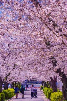 青葉区春の桜と家族 青葉区春の桜と家族 桜,満開,青葉区の写真素材