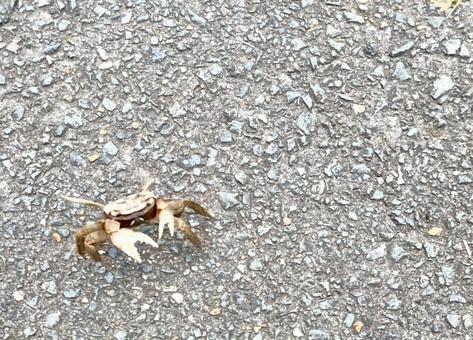 逃げる蟹 蟹,逃げる,自然の写真素材