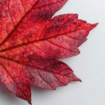 鮮やかな秋の紅葉のクローズアップ 鮮やかな秋の紅葉のクローズアップの写真