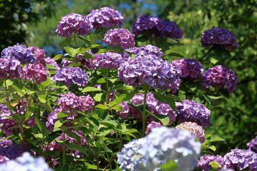 Purple hydrangea flowers in full bloom, JPG