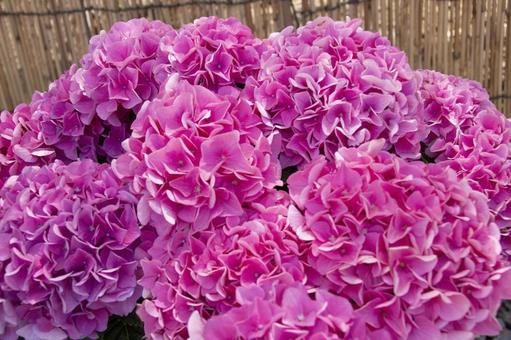 紫陽花 ピンクルーブル 紫陽花 ピンクルーブルの写真