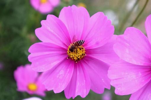 蜜蜂と仲良し コスモス,蜜蜂,花の写真素材
