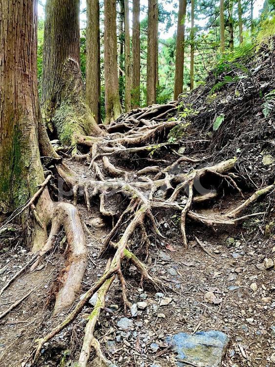 木の根 木々,風景,グリーンの写真素材