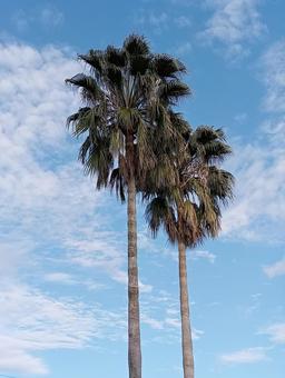ヤシの木 ヤシの木,やし,空の写真素材