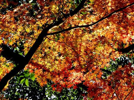 12月下旬、鮮やかな紅葉が残る山林風景 紅葉,もみじ,かえでの写真素材