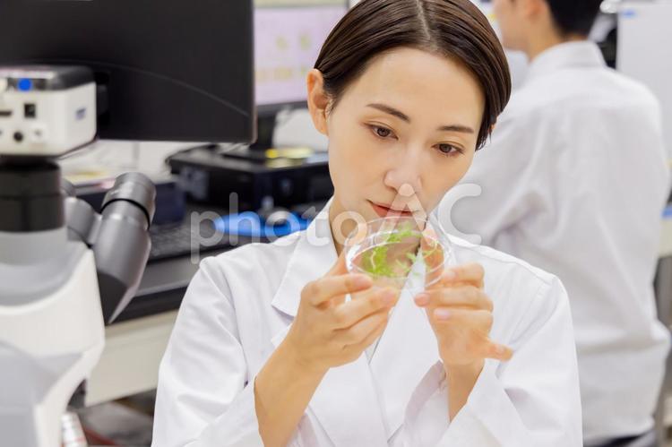 研究室　研究所　実験室　 研究,顕微鏡,女性の写真素材