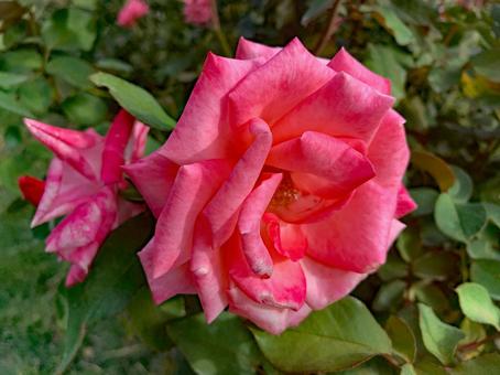 バラ　薔薇　花 バラ,薔薇,花の写真素材