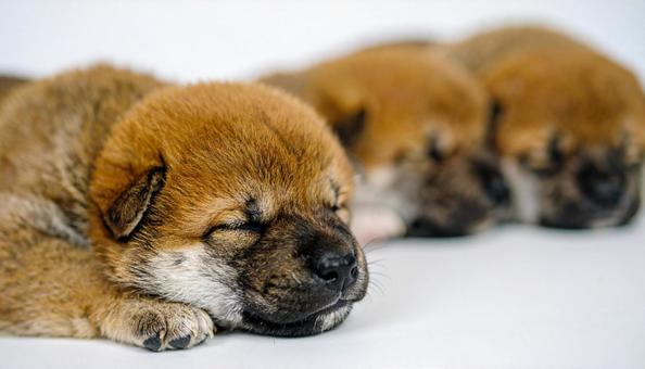 身を寄せ合って眠る柴犬の子犬 豆柴 身を寄せ合って眠る柴犬の子犬 豆柴の写真