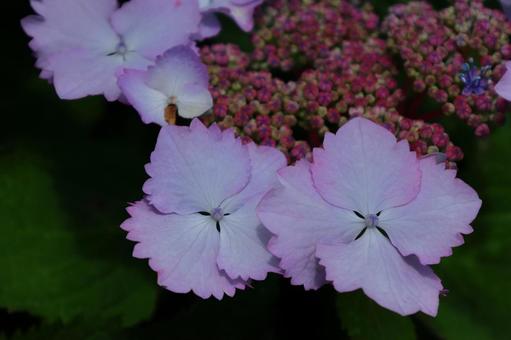雨に濡れて咲く あじさい,花,アジサイ科の植物の写真素材