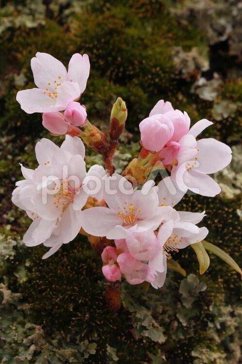 桜の木の幹がら咲くソメイヨシノです 桜,春,ソメイヨシノの写真素材