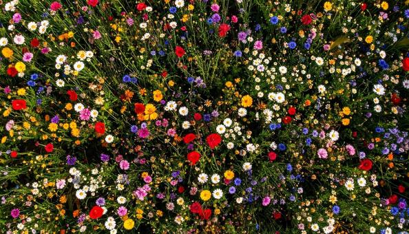 花畑を真上から見た背景写真素材 花畑を真上から見た背景写真素材の写真