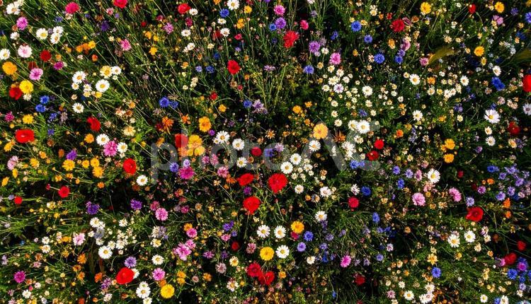 花畑を真上から見た背景写真素材 花畑,フローラル,植物の写真素材