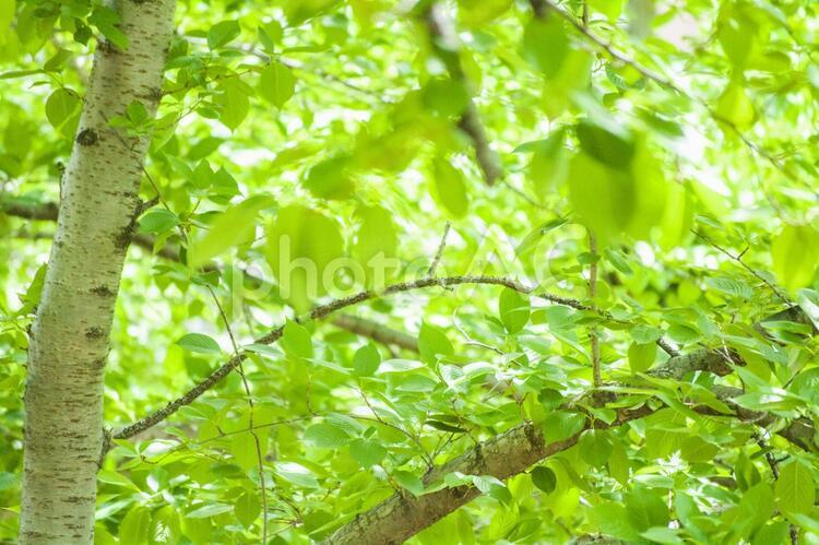 新緑（葉桜） 新緑,葉桜,緑の写真素材