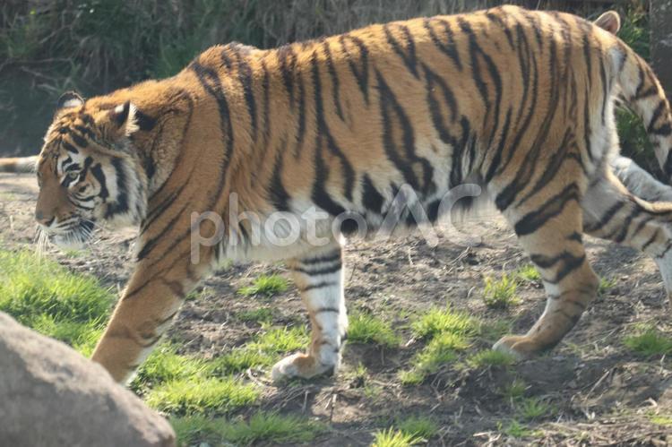 大地を歩むベンガルトラの威厳 大地を歩むベンガルトラの威厳 トラ,虎,肉食動物の写真素材