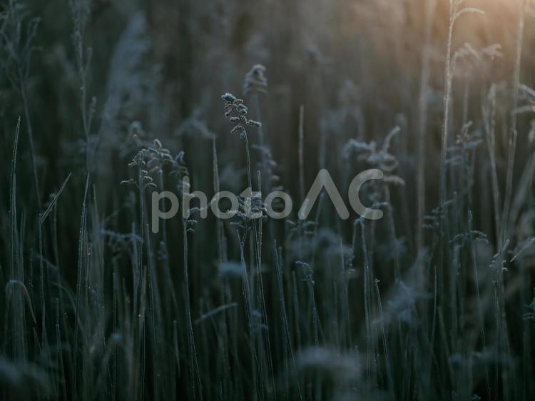 冬の枯れ草 冬の枯れ草,枯れ草,冬の写真素材