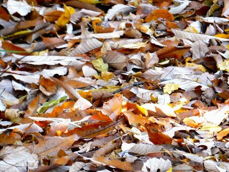 【風景写真】晩秋の風景 落ち葉,植物,季節の写真素材