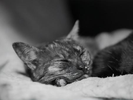 寝る猫の写真