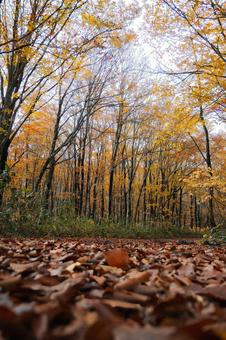 落ち葉が敷き詰められた森の道と黄色の紅葉 紅葉,黄葉,落ち葉の写真素材