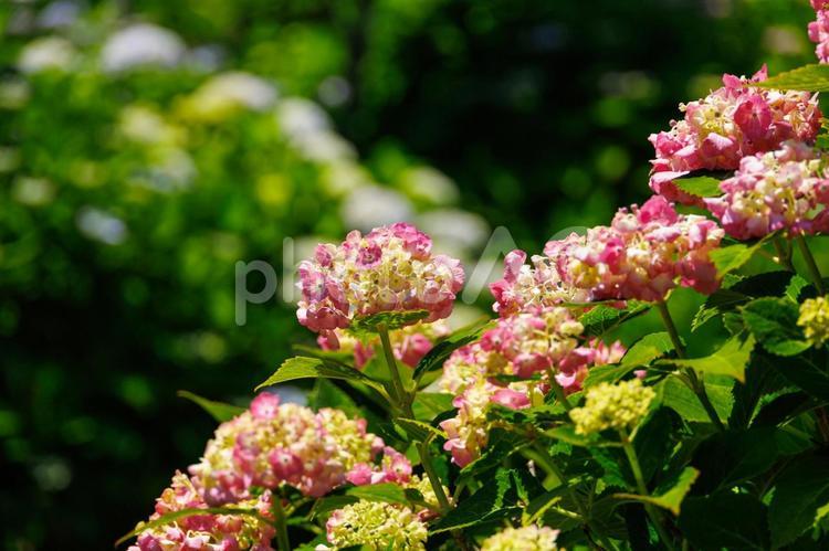 梅雨の晴れ間に咲くピンクの紫陽花 紫陽花,あじさい,アジサイの写真素材