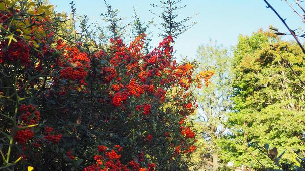 秋天,火棘,紅色水果,彩葉,公園,剪影 秋天,火棘,紅色水果,彩葉,公園,剪影