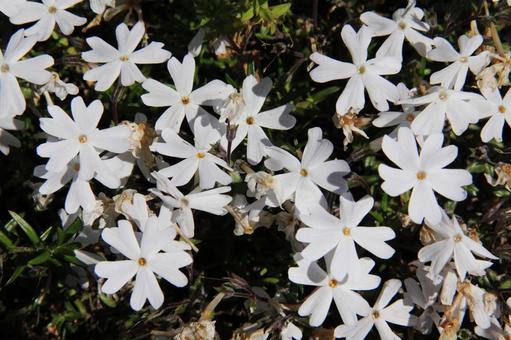 シバザクラ・芝桜　マクロ シバザクラ,花,５弁花の写真素材