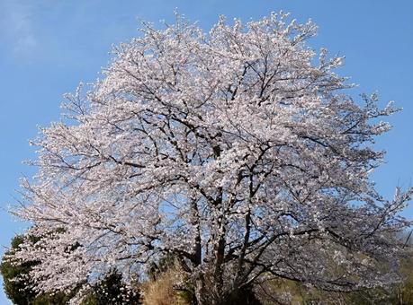 【桜の写真】桜が咲く風景 【桜の写真】桜が咲く風景の写真