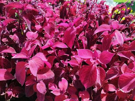 赤紫の葉と花 赤紫の葉と花 お花畑,ガーデニング,花の写真素材