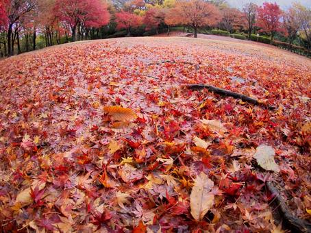 赤いじゅうたん 赤いじゅうたん,絨毯,紅葉の写真素材