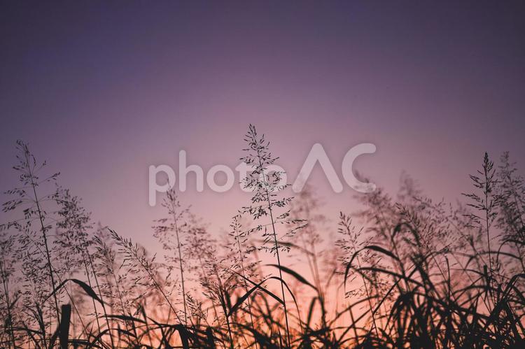 夕焼けに照らされる植物 夕焼け,夕日,夕陽の写真素材