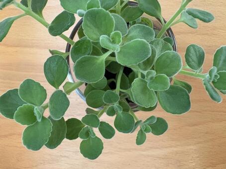 アロマティカス 02 アロマティカス,多肉質,ハーブの写真素材