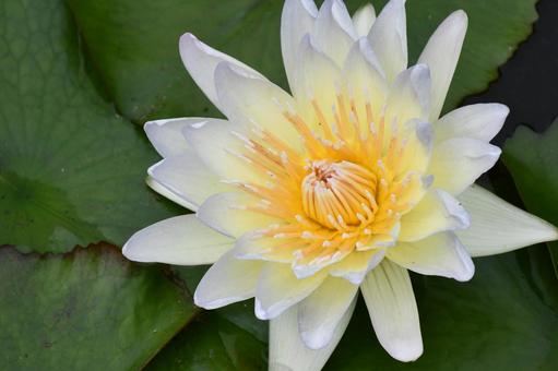 睡蓮 花,植物,白の写真素材