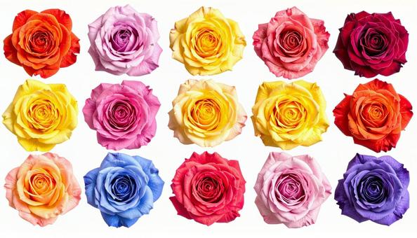 薔薇 デザイン素材 (背景透過) 薔薇 デザイン素材 (背景透過)の写真