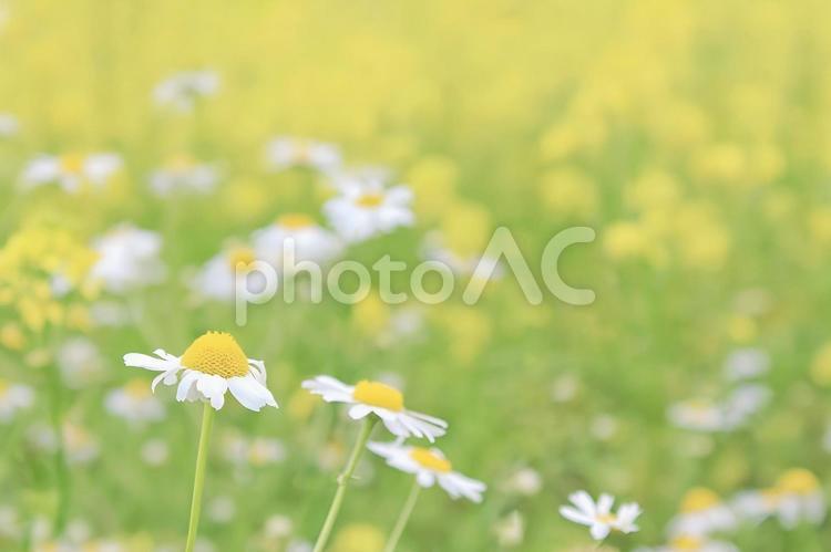 満開のマーガレットと菜の花 白い花,黄色い花,マーガレットの写真素材