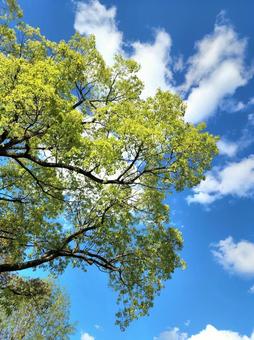 新緑と空 新緑と空の写真