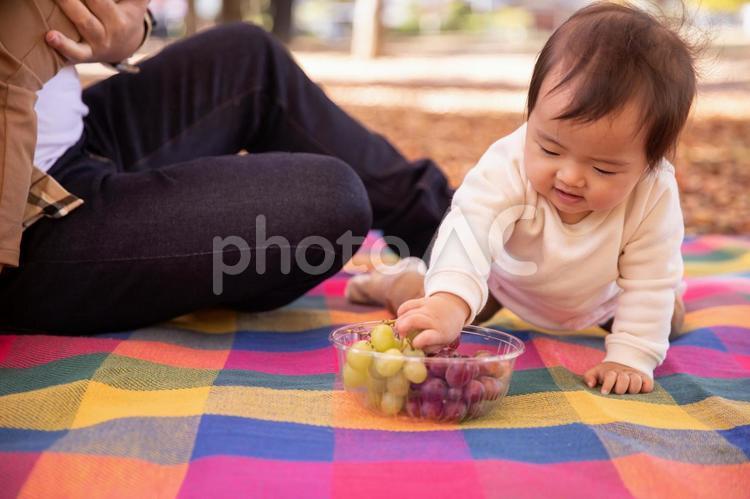 秋の公園でブドウを食べる赤ちゃん 赤ちゃん,あかちゃん,食べるの写真素材