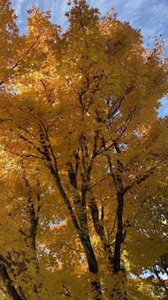 紅葉した木 紅葉,秋,木の写真素材