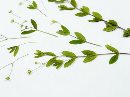 押し葉 押し葉 植物,花,葉の写真素材