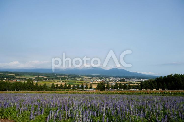 中富良野町の丘に咲く花 富良野,丘,北海道の写真素材