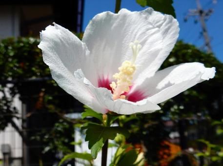 [Flower photo] White Rose of Sharon, JPG