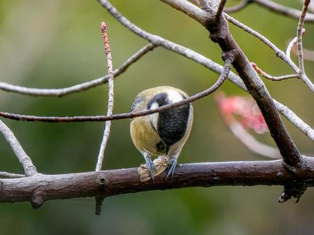 枝にとまるカワラヒワ 枝にとまるカワラヒワ シジュウカラ,野鳥,鳥の写真素材