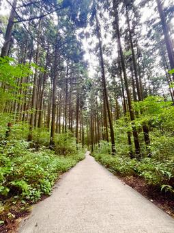 森林浴 森林浴 水沢山,水沢観音,森林の写真素材