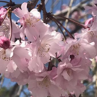 桜 桜の写真