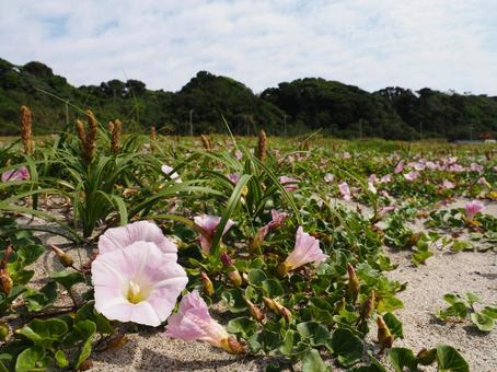 大石海岸のハマヒルガオ(愛知県) 大石海岸のハマヒルガオ(愛知県)の写真