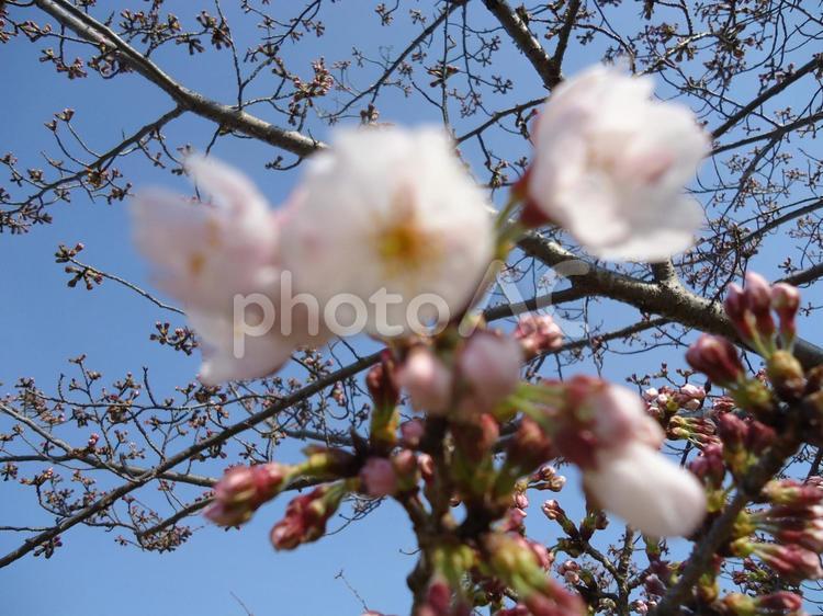 桜　さくら　サクラ さくら,しょくぶつ,サクラの写真素材