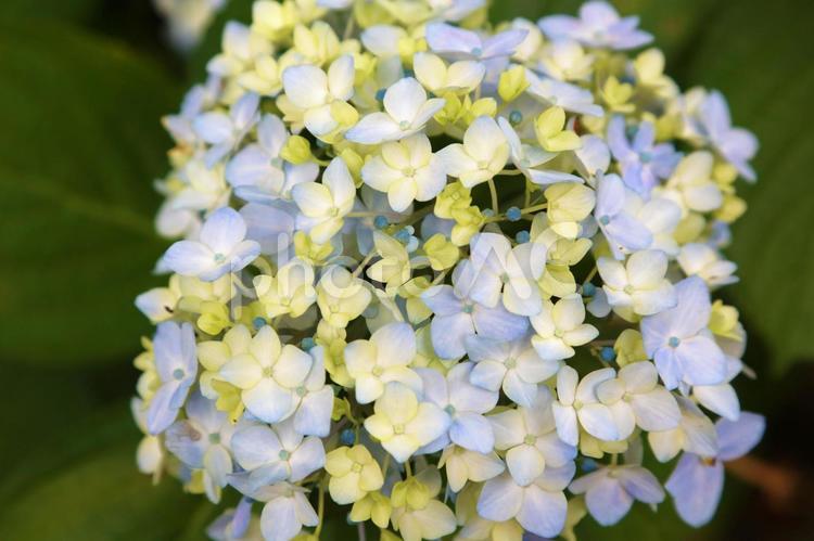 紫と黄のあじさい あじさい,アジサイ,紫陽花の写真素材